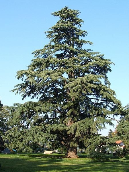 Himalayan Cedar (Cedrus deodara) - Large tree, full sun. Pinning so I can remember what these are called. Deodar Cedar, Green Giant Arborvitae, Cedrus Deodara, Giant Arborvitae, Live Aquarium, Pond Plants, Tree Nursery, Arbour Day, Cedar Trees