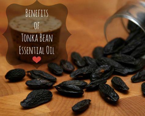 Essential Oils: 7 Benefits of Tonka Bean Oil Magickal Herbs, Lush Bath, Spices And Herbs, Kitchen Witch, Tonka Bean, Herbal Medicine, Herbal Remedies, Essential Oil, Lush