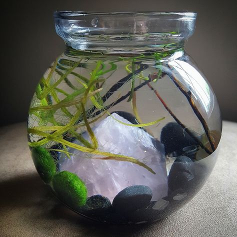 Crystal Aquarium, Healer Magic, Marimo Aquarium, Moss Ball Aquarium, Water Terrarium, Marimo Moss, Marimo Moss Ball, Indoor Water Garden, Magic Water