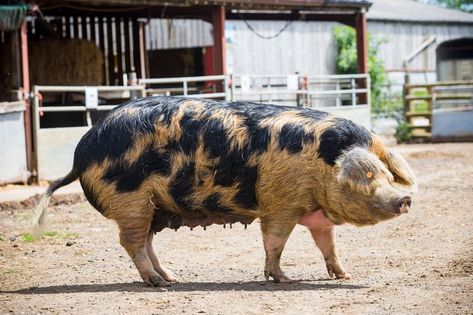 Gloucestershire Old Spot 'at risk of extinction' thanks to Downton Abbey (SWNS) Gloucestershire Old Spot Pigs, Gloucestershire Old Spots, Downton Abbey, Pigs, Google Search, Animals, Pins