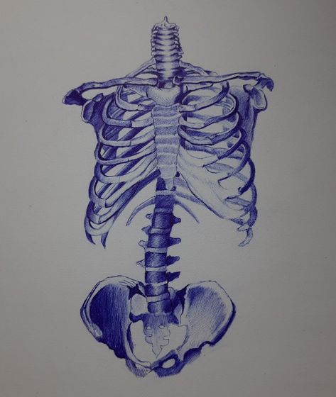 Blue skeleton ball pen art Ballpen Art Drawings, Biro Pen Art, Sketch Skeleton, Ballpen Sketch, Ball Pen Art, Ballpen Art, Ballpen Drawing, Biology Drawing, Bone Drawing