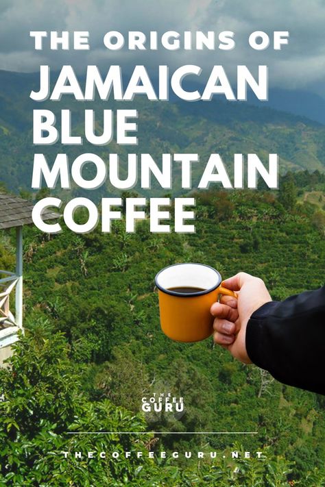 The Origins of Jamaican Blue Mountain - The Coffee Guru. #coffee #coffeeorigins #coffeehistory #coffeebeans #bluemountaincoffee #arabicacoffee Jamaican Coffee, Jamaican Blue Mountain Coffee, Coffee Seed, Growing Coffee, Types Of Coffee Beans, Blue Mountain Coffee, Robusta Coffee, Snapchat Streaks, Coffee History