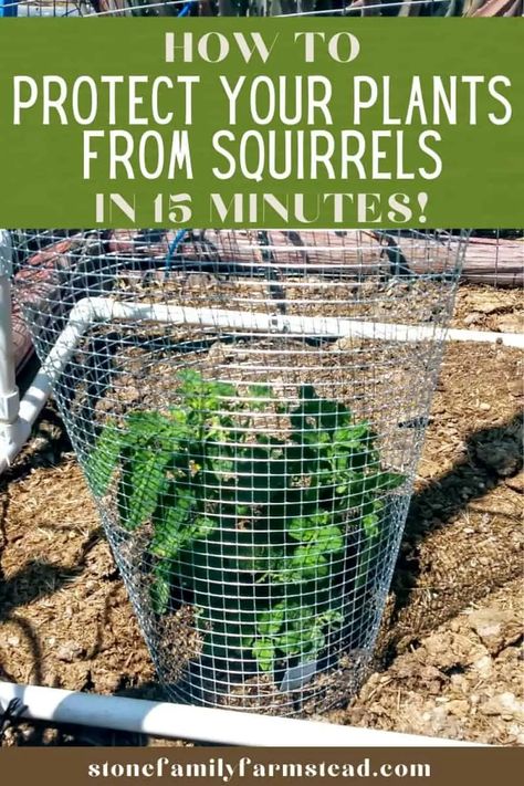 Animal Proof Garden, Squirrel Proof Garden, Beginner Vegetable Garden, Garden Bed Cover, Community Service Hours, Garden Protection, Plant Cages, Diy Garden Fence, Creative Planter