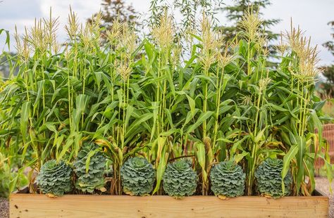 How to Plant and Grow Corn in Your Garden Deer Corn, Growing Sweet Corn, Grow Corn, Nitrogen Fixation, Growing Corn, Onion Bulbs, Corn Plant, Gardening Trends, Plant Cuttings