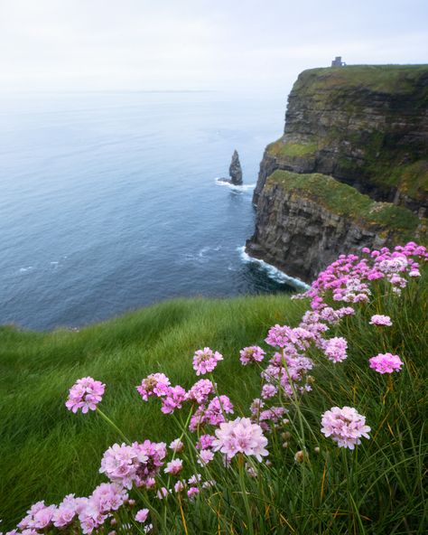 Coastal Cliffs, Cliffs Of Moher Ireland, Flowers Blooming, Cliffs Of Moher, Airbrush Art, Pretty Places, Fantasy Landscape, Places Around The World, Beautiful Photography