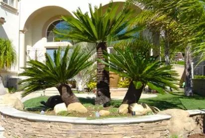 Best Garden Ideas for the Front Yard Designs & Photos Arizona Palm Trees, Tree Driveway, Country Front Yard, Front Landscaping Ideas, Trees For Landscaping, Desert Landscaping Ideas, Outdoor Tropical Plants, Tropical Landscaping Ideas, Corner Landscaping