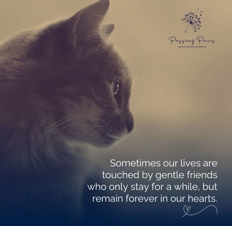 Pet Memorial Quotes Cat, Cat Died Quote, Losing A Cat Quote, Pet Sympathy Quotes, Miss My Cat, I Miss My Cat, Cat Poems, Cat Sympathy, Loved And Lost