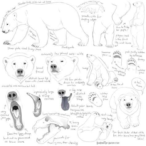 Grizzly Bear Drawing, Reference Art Style, Bear Anatomy, Fur Tutorial, Bear Tumblr, Brown Bear Art, Polar Bear Drawing, Sketch Anatomy, Step By Step Drawings