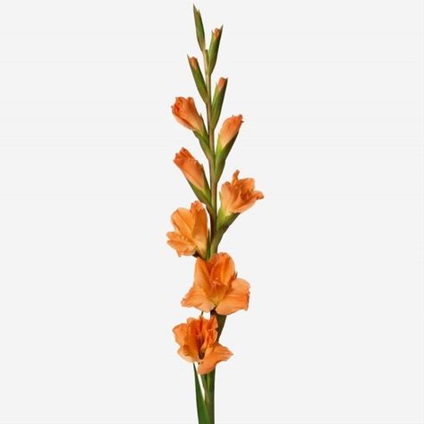 Orange Gladiolus, Gladiolus Flower Tattoos, The Last Supper Painting, Gladiolus Tattoo, Water Lilies Art, Fake Flower Arrangements, Gladiolus Flower, Flower Identification, Birth Flower Tattoos