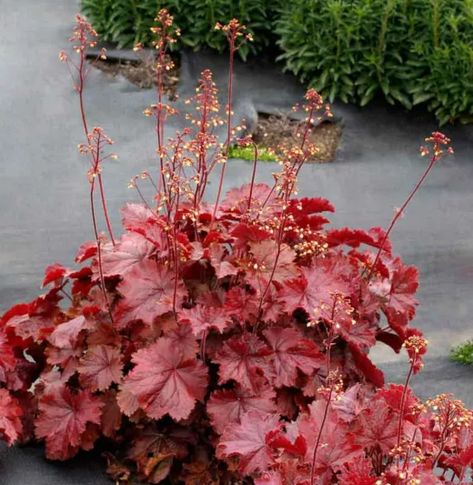 Coral Bells Plant, Coral Bells Heuchera, High Country Gardens, Northern Exposure, Coral Bells, Perennial Border, Wildlife Gardening, Red Leaves, Hardy Perennials