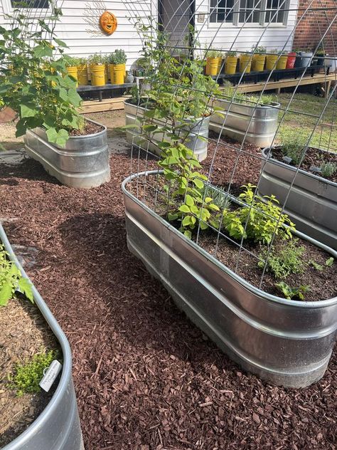 Mulch Between Raised Beds, Rocks Instead Of Mulch, Enclosed Garden, Second Guessing, Vegetable Garden Design, Diy House, Garden Bed, Raised Beds, Mulch