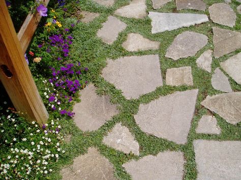 Broken concrete pavers: it looks like these have thyme growing between them. Recycled Concrete, Broken Concrete, Concrete Path, Concrete Stepping Stones, Cement Patio, Concrete Patios, Concrete Walkway, Stone Path, Concrete Pavers