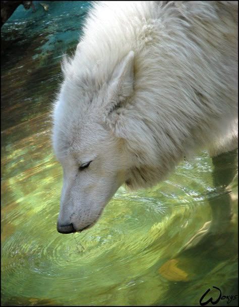 Wolf Pfp Aesthetic, Wolf World, Wolf Images, Wolf Photography, Arctic Wolf, Wolf Photos, She Wolf, Wild Wolf, Wolf Pictures