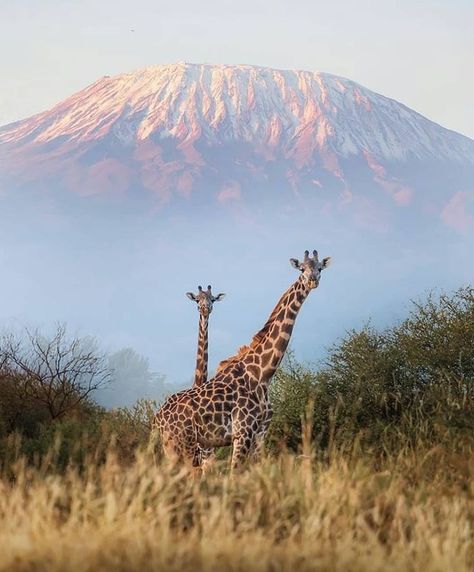 Giraffes and Mount Kilimanjaro 📸@Michael_Tanzania.safaris #Africa #Kilimanjaro #Tanzania Safari Photography, Tanzania Travel, Kenya Travel, Kenya Safari, Tanzania Safari, Mount Kilimanjaro, Africa Do Sul, Africa Safari, African Wildlife