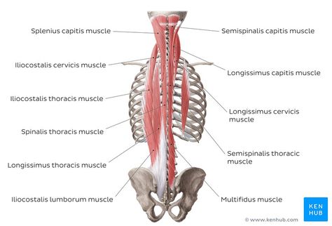 Muscles Of The Back, Thoracic Cage, Lumbar Lordosis, Axial Skeleton, Muscle Diagram, Thoracic Vertebrae, Chronic Lower Back Pain, Ligaments And Tendons, Cervical Vertebrae