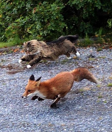 Giant Cat, Norwegian Forest, Forest Cat, Norwegian Forest Cat, Guard Dogs, Funny Animal Pictures, Maine Coon, Beautiful Cats, Animals Friends