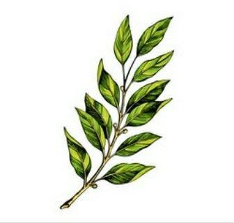 Laurel Flower Tattoo, Laurel Leaves Tattoo, Laurel Plant Tattoo, Sycamore Leaf Tattoo, Mountain Laurel Illustration, Laurel Tattoo, Nature Tattoos, Plant Leaves, Tattoo Designs