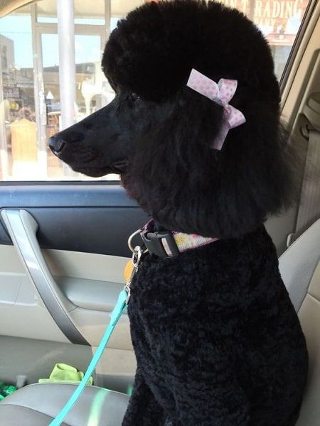 40 Poodle Haircuts You'll Definitely Love - HairstyleCamp Black Poodles Standard, Poodle Hairstyles, Standard Poodle Haircuts, Poodle Haircut Styles, Poodle Haircuts, Black Standard Poodle, Poodle Hair, Poodle Haircut, Puppy Obedience Training