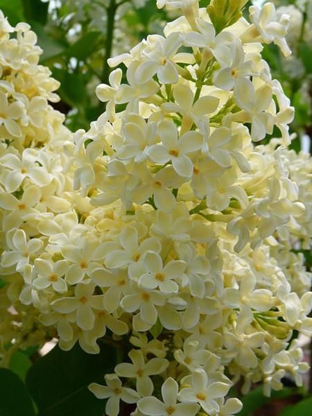 Primrose Yellow, Yellow Lilac, Syringa Vulgaris, Prairie Flower, French Lilac, Diy Garden Fountains, Flora Flowers, Garden Centre, Plants For Sale