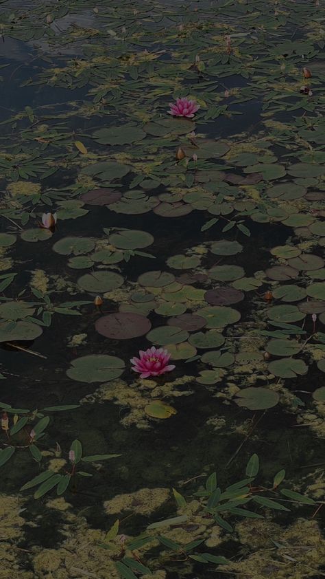 Water Lilly Wallpaper, Aesthetic Lotus Wallpaper, Pond Wallpaper Aesthetic, Lilies Aesthetic Wallpaper, Dark Pink And Green Aesthetic, Water Lily Aesthetic Wallpaper, Pink Lotus Aesthetic, Dark Green And Pink Wallpaper, Pink And Dark Green Aesthetic