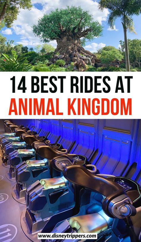 14 best rides at animal kingdom in disney | 14 best animal kingdom rides and attractions | best shows at disney’s animal kingdom | what to do at disney animal kingdom | best things to do at animal kingdom disney | disney world tips | best rides at disney | what to ride at disney world #disney #themepark #florida Animal Kingdom Rides, Animal Kingdom Outfit, Disney Trip Surprise, Animal Kingdom Shirts, Disney Universal Studios, Family Vacation Planning, Disney World Tickets, Disney World Vacation Planning, Disney Trip Planning