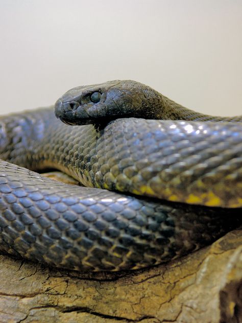 Inland Taipan Snake, Taipan Snake, Inland Taipan, Venomous Animals, Snake Photos, Bernard Arnault, Snake Wallpaper, Snake Venom, Dangerous Animals