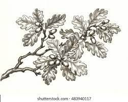 Oak Tattoo, Oak Leaf Tattoos, Oak Tree Drawings, Pine Tattoo, Tree Tattoo Men, Branch Drawing, Family Tree Painting, Oak Tree Tattoo, White Oak Tree