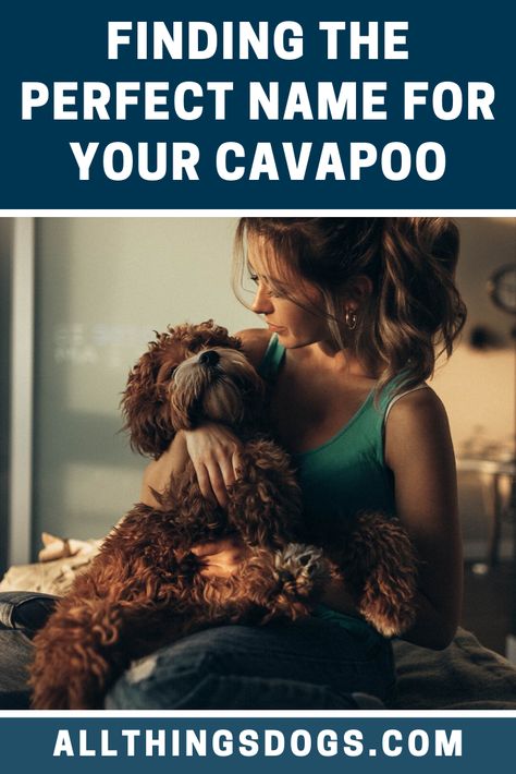 Cavapoo Names, Bondi Vet, Julia Gillard, Cavapoo Dogs, First Puppy, Best Dog Names, Cavapoo Puppies, Dog Training Treats, Mental Stimulation