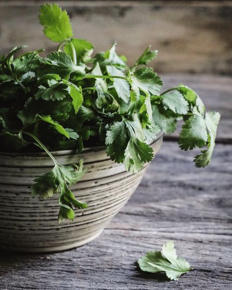 Cilantro Photography, Food Photography Dessert, Raw Beauty, Fresh Cilantro, Cilantro, Food Photography, Stuffed Mushrooms, Herbs, Photography