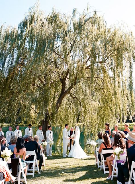 The only thing I've ever really planned about my wedding since I was little, is getting married under a willow tree. Weeping Willow Wedding, Weeping Willow Wedding Ceremony, Willow Tree Wedding Ceremony, Wedding Under Willow Tree, Wedding Weeping Willow Tree, Weeping Willow Tree Wedding Ceremony, Willow Tree Wedding Arch, Willow Tree Wedding Altar, Married Under A Willow Tree