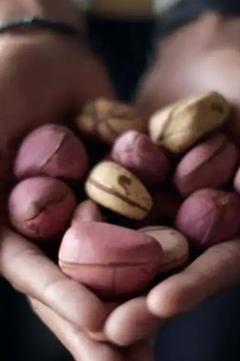 Kola Nut is a highly prized plant known for its energy-boosting properties. Discover the secrets of growing this valuable crop in West Africa. From selecting the right seeds to creating optimal growing conditions, this article provides a comprehensive guide for anyone interested in cultivating Kola Nut. Explore the rich history and cultural significance of Kola Nut, and learn how to incorporate this superfood into your daily routine. Kola Nut, Nut Trees, Plant Growing, West Africa, The Energy, Boost Energy, How To Grow, Daily Routine, Soil