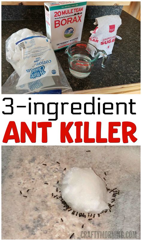 Borax For Ants, Ant Killer Recipe, Homemade Ant Killer, Fruit Fly Trap Diy, Sugar Ants, Ant Spray, Ant Repellent, Ant Control, Rid Of Ants