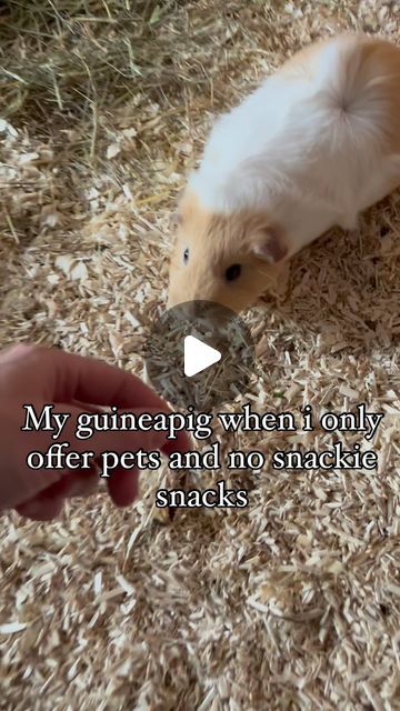 @snuggle_pigsfromliss on Instagram: "Take yo schnitzel back somewhere else😤😂. #guineapigs #guineapig #guineapiglife #guineapigsofig #guineapigcutie #guineapiggy #guineapigmom #guineapigsof_ig #cavy #cavytime #cavylife #cavycuteness #cavygram #cavia #piggylove #pawfect_piggies_of_ig" Guinea Pigs, Pigs, Rabbits, Horses, On Instagram, Instagram