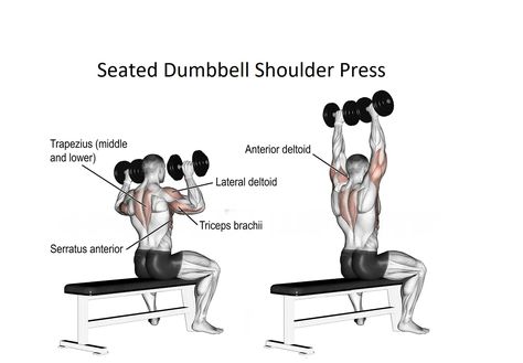 The Seated Dumbbell Shoulder Press is an exercise that is popular for gaining strength and building muscle on the shoulders. The triceps muscles also perform well in this workout. A lot of lifters find dumbbells more comfy and accommodating to shoulders for this type of press as opposed to the barbell. It can be the main press exercise […] Standing Overhead Dumbbell Press, Dumbell Shoulder Presses, Seated Dumbbell Shoulder Press, Seated Dumbbell Press, Shoulder Press Dumbell, Gym Reference, Db Shoulder Press, Shoulder Press Workout, Barbell Shoulder Press