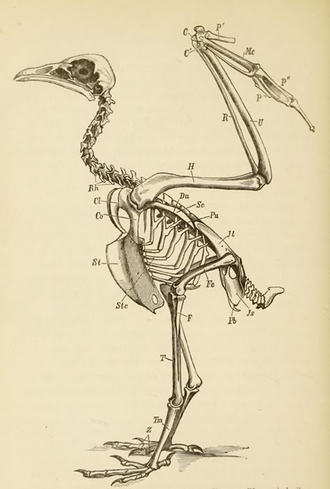 Egyptian Vulture, Bird Bones, Dragon Anatomy, Anatomy Bones, Skeleton Anatomy, Fineliner Art, Skeleton Drawings, Animal Skeletons, Animal Study