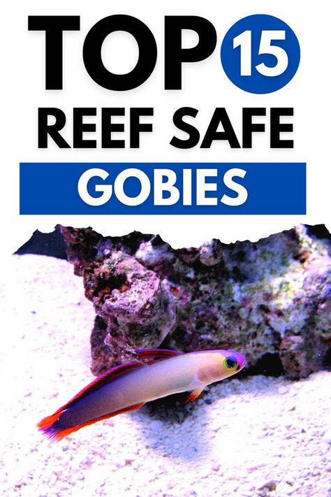 Top 15 Reef Safe Gobies << BUY ONLINE >> LEARN MORE @ ThePetSupplyGuy.com << #thepetsupplyguy #pet #pets #animal #fish #aquarium #fishtank Reef Safe Fish, Goby Fish, Reef Tanks, Fish Supplies, Fish Care, Fish Aquarium, Reef Tank, Animals Of The World, Online Learning