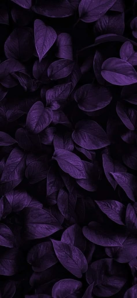 Purple Roses Aesthetic Wallpaper, Violets Wallpaper Flower, Dark Purple Flowers Wallpaper, Deep Purple Aesthetic Wallpaper, Acotar Clothing, Purple Vibe Wallpaper, Dark Violet Wallpaper, Deep Purple Aesthetic, Flower Wallpapers For Iphone