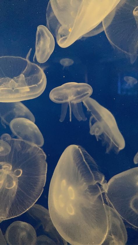 A bunch of yellowish jellyfish with a blue background Jellyfish Pictures, Sea Jellies, Princess Jellyfish, Cnidaria, Deep Water, Sea Birds, Flora And Fauna, Jellyfish, Sea Animals