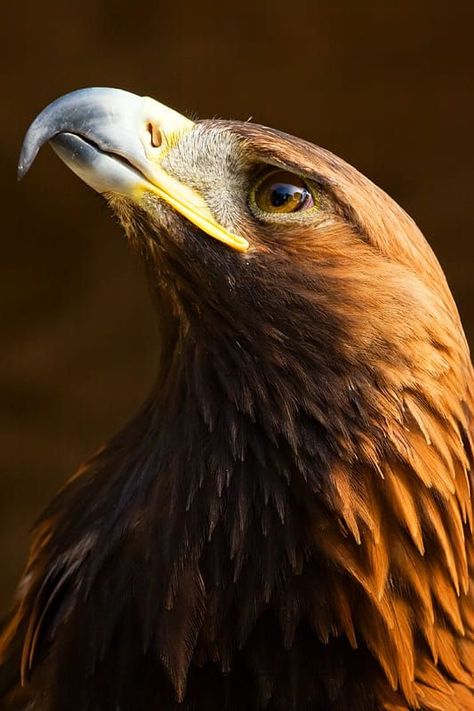 Golden Eagle, Eagles, Feathers, Close Up