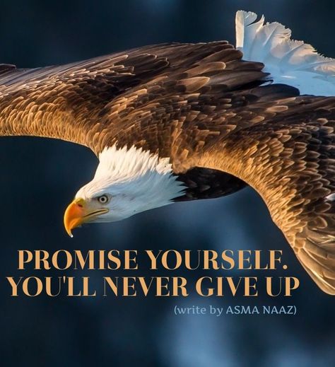 Eagle Quotes, Inspirational Quotes Hd, Badminton Quotes, Eagles Quotes, Wise Man Quotes, Eagle Photos, Tree Poem, Life Quotes Relationships, Millionaire Mindset Quotes