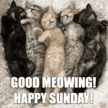 Sunday Morning Gif, Good Morning Sunday, Good Morning Cat, Funny Animal Comics, Morning Cat, Happy Good Morning Quotes, Cute Good Morning Quotes, Cat Quotes Funny, Sunday Quotes