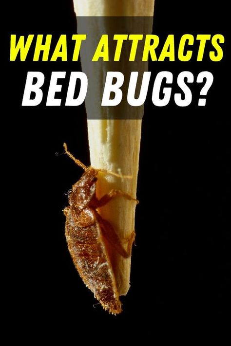 Bed Bugs How To Get Rid Of, Bed Bug Bites Pictures, What Kills Bed Bugs, Bed Bug Remedies, Homemade Flea Spray, Signs Of Bed Bugs, Bug Bites Remedies, Bed Bug Spray, Bug Spray Recipe