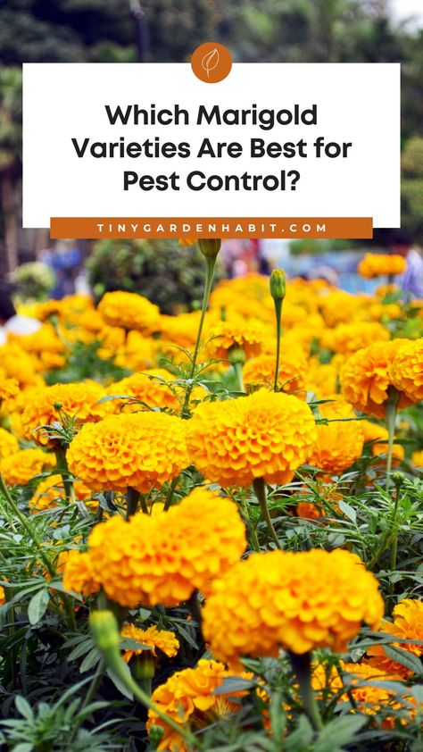 Marigolds have a strong and pungent odor that naturally repels unwanted pests, making them an ideal plant for keeping unwanted critters out of your garden. But which varieties of marigolds are best for pest control? In this article, we'll explore the best marigold varieties for pest control and how to use them to keep your garden looking its best. Marigolds In Garden, Insect Repellent Plants, Pest Spray, Growing Marigolds, Planting Marigolds, Bad Bugs, Garden Companion Planting, Cucumber Beetles, Pest Prevention