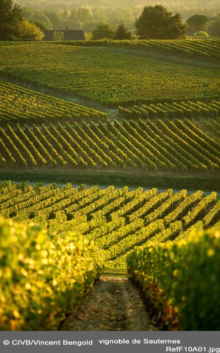 Vineyard, Sauternes, Bordeaux, France Bordeaux Vineyards, French Wine Country, French Wine Regions, Vineyard Photography, Wine Vineyards, Premium Wine, Wine Selection, French Wine, Wine Clubs