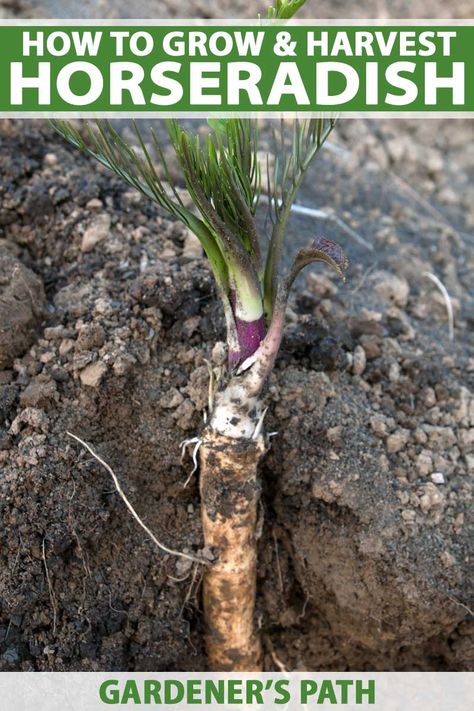 Do you love the spicy tang of horseradish? If you’re a home gardener, try growing your own! This root is super easy to establish and care for and you can harvest it to create your own spicy dips and sauces at home. Get the details now on Gardener’s Path. #horseradish #vegetablegardening #herbgarden #gardenerspath Spicy Dips, Growing Horseradish, Survival Gardening, Home Vegetable Garden, Hydroponic Gardening, Food Garden, Veggie Garden, Growing Food, Growing Vegetables