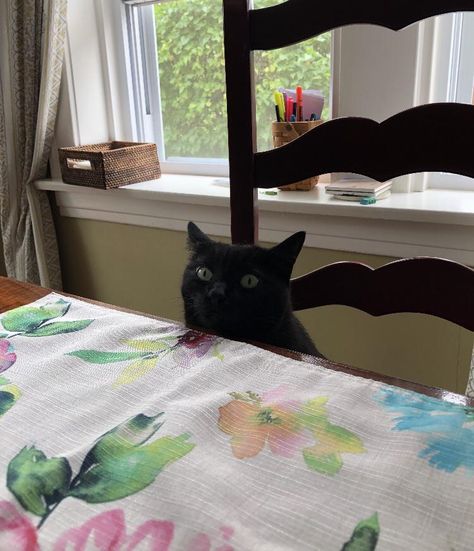 my cat sitting at the table politely Cat Sitting At Table, Sitting At Table, Cat Sitting, At The Table, Drawing And Painting, My Cat, Glass Table, Art References, Cute Cats