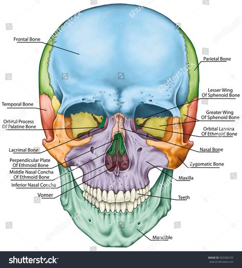 Bones Of The Head, Cranial Bones, Human Skull Anatomy, Human Skeletal System, Human Skeleton Anatomy, Facial Bones, Skull Anatomy, Anatomy Bones, Forensic Anthropology