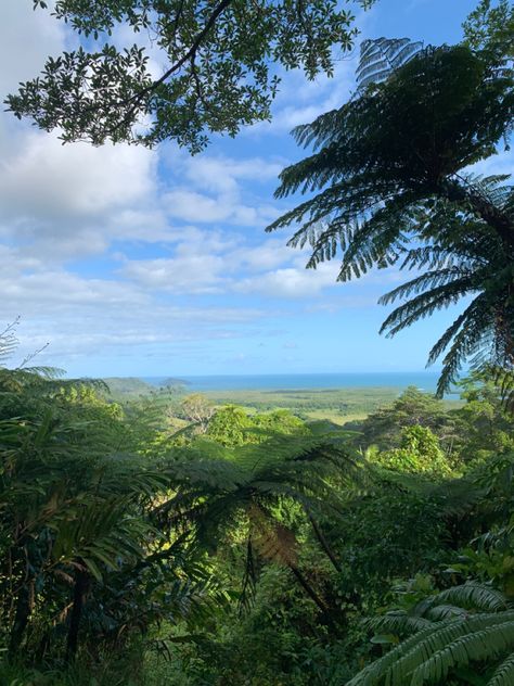 #daintree #rainforest #farnorthqueensland #travel #dreamlife #queensland #australia #roadtrip #dryseason #tropical #adventure #takemeback The Daintree Rainforest, Tropical North Queensland, Daintree Rainforest Australia, Australia Roadtrip, Tropical Adventure, Daintree Rainforest, Golden Shadow, On The Ocean, Nature View