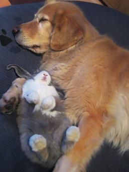 Kitten Rescue, Animals Friendship, Dog Obedience, Golden Retrievers, Sweet Animals, 귀여운 동물, Animals Friends, I Love Dogs, A Cat