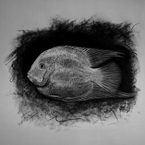 Fish Drawings, Charcoal Drawing, Freshwater Fish, Animal Drawings, Lion Sculpture, Statue, Fish, Sculpture, Drawings